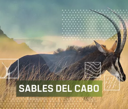 Sables del Cabo, en Caza y Pesca | Movistar Plus+