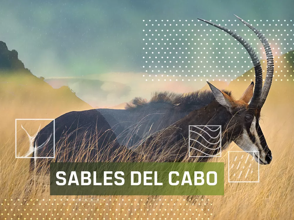 Sables del Cabo, en Caza y Pesca | Movistar Plus+