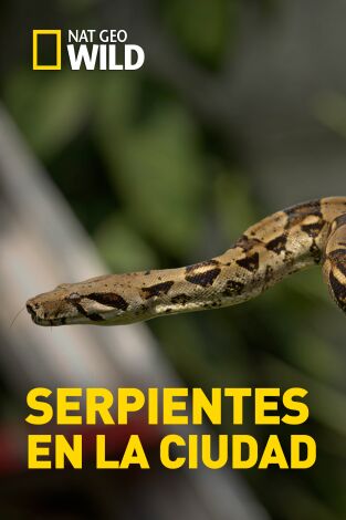 Serpientes en la ciudad. Serpientes en la ciudad: Los ingredientes del desastre