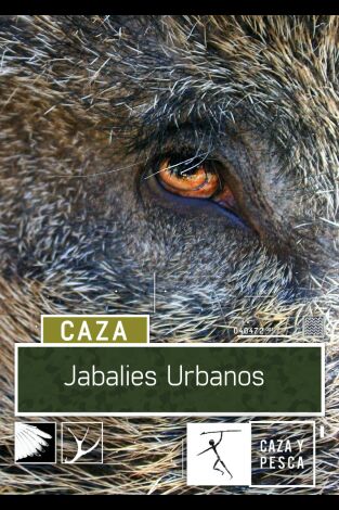 Jabalíes urbanos