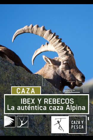 Ibex y rebecos, la autentica caza alpina