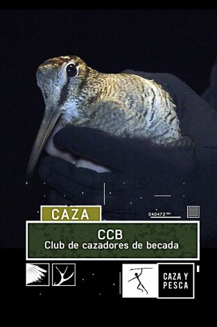 CCB: Club de Cazadores de Becada