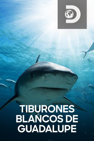 Tiburones blancos de Guadalupe. Tiburones blancos...: Zona de la Gran Matanza Blanca: Guadalupe