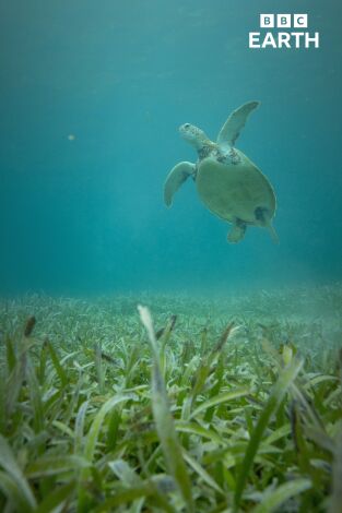 La hora de la naturaleza. La hora de la naturaleza: Cambio