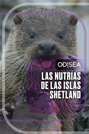 Las nutrias de las islas Shetland