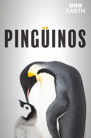 Pingüinos