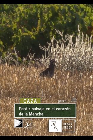 Perdiz salvaje en el corazón de La Mancha