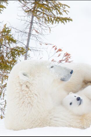 El reino del oso polar. El reino del oso polar: El clan del norte