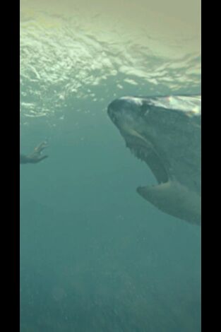 Especial Cuando los tiburones atacan. Especial Cuando los...: Pánico al tiburón tigre