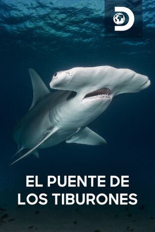 El puente de los tiburones