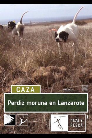 Perdiz moruna en Lanzarote