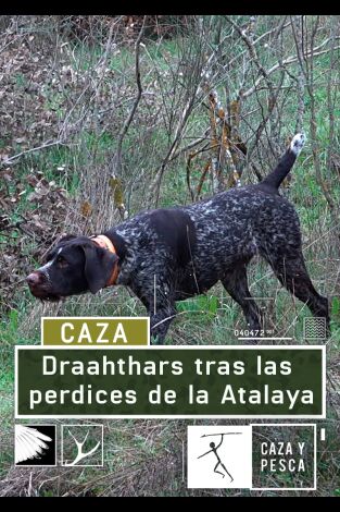 Drathaars tras las perdices de La Atalaya