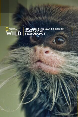 Los animales más raros de Madagascar