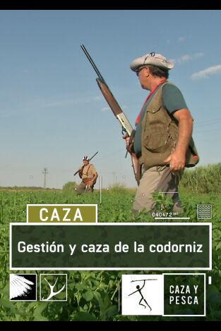 Gestión y caza de la Codorniz