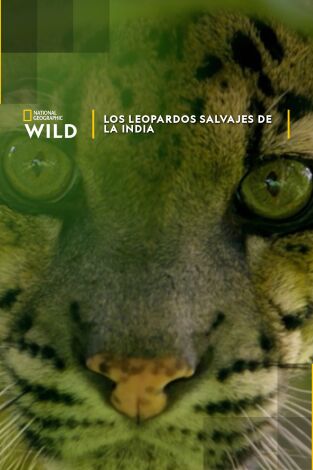 Los leopardos salvajes de la India