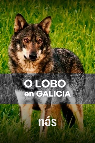 O lobo en Galicia, ameaza ou patrimonio