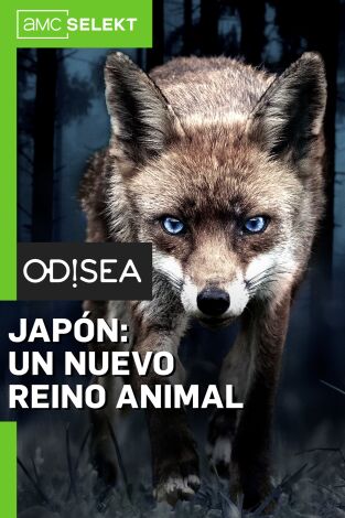 Japón: un nuevo reino animal. Japón: un nuevo reino animal: Ep.1