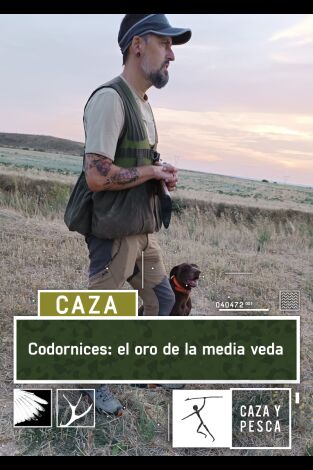 Codornices: el oro de la media veda