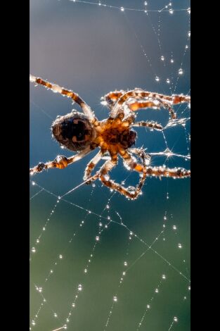 Misterios de la naturaleza. Misterios de la...: Una araña que brilla