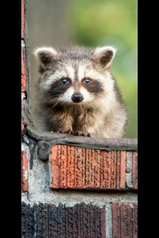 Misterios de la naturaleza. Misterios de la...: ¡Un mapache trepa 25 pisos!