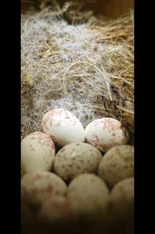 Misterios de la naturaleza. Misterios de la...: Huevos indescifrables