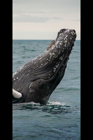 Misterios de la naturaleza. Misterios de la...: Secuestrado por una ballena