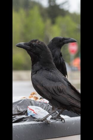 Misterios de la naturaleza. Misterios de la...: La escena del crimen de los cuervos