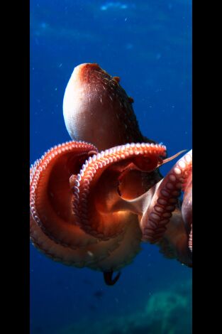 Misterios de la naturaleza. Misterios de la...: ¡Lanzamiento de pulpo!