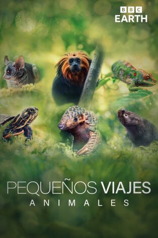 Pequeños viajes animales