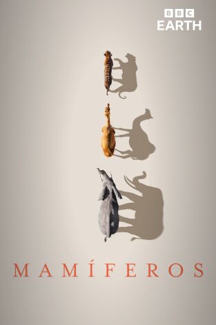 Mamíferos. Mamíferos 