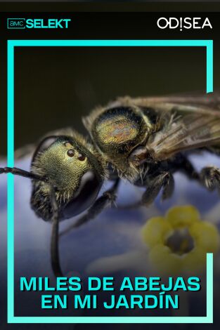 Miles de abejas en mi jardín