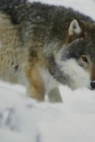 Mi familia vive en Alaska. Mi familia vive en...: Los Wolfpack contra el lobo