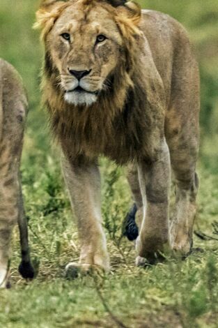 Grandes felinos, Season 1. Grandes felinos, Season 1: Batalla en las planicies