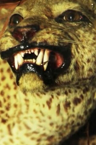Extinct Or Alive, Season 1. Extinct Or Alive,...: El leopardo de Zanzíbar