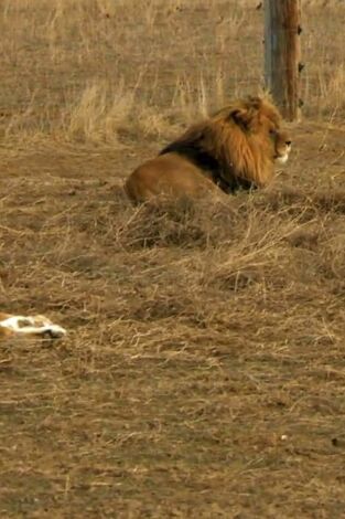 Veterinario en apuros. T(T2). Veterinario en... (T2): La guarida del león