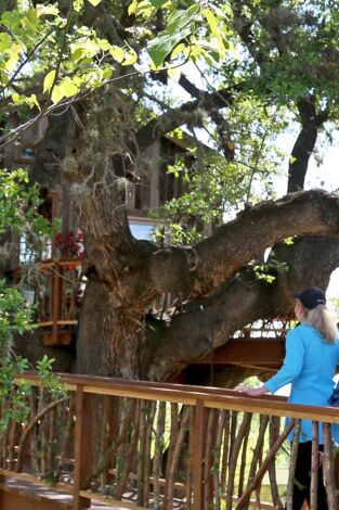 Mi casa en un árbol. Mi casa en un árbol: Casa en un árbol a la francesa