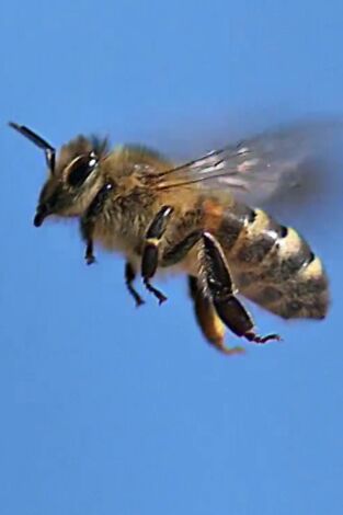 Misterios de la naturaleza, Season 1. Misterios de la...: Enjambre de abejas en Times Square