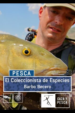 El coleccionista de especies: Barbo becero