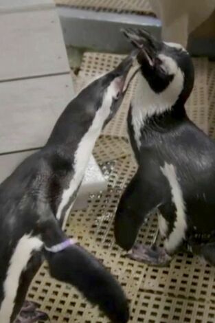 The Aquarium. T(T1). The Aquarium (T1): Pingüinos enamorados