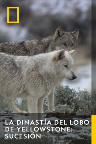 La Dinastía Del Lobo De Yellowstone: Sucesión