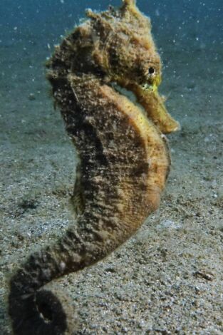 ¿Cómo lo hacen? Mundo animal. ¿Cómo lo hacen? Mundo...: Fornidos caballitos de mar y pájaros tempraneros