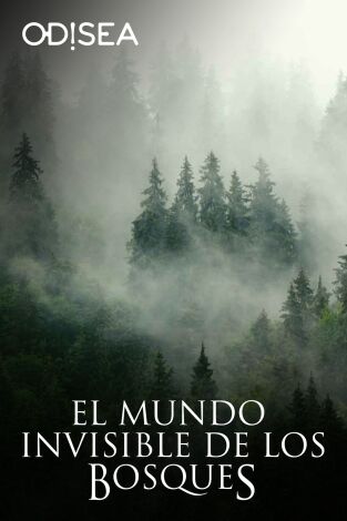 El mundo invisible de los bosques