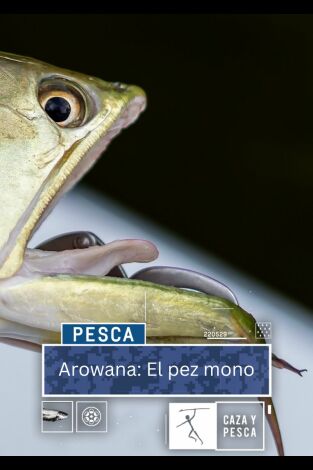 Arowana: el pez mono