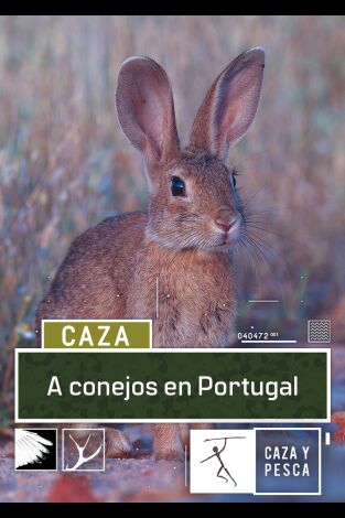 A conejos en Portugal