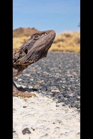 Coyote Peterson en lo salvaje. Coyote Peterson en lo...: Dragones urbanos