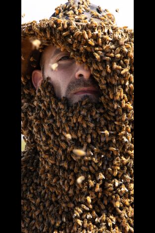 Coyote Peterson en lo salvaje. Coyote Peterson en lo...: Rodeado de abejas asesinas