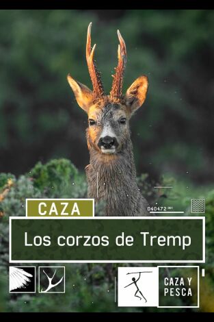 Los corzos de Tremp