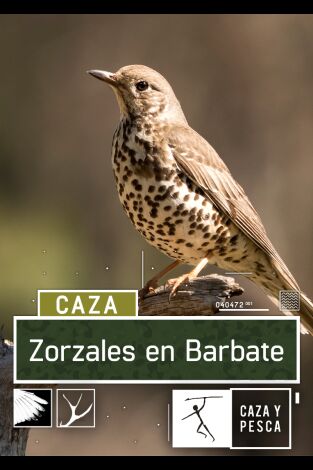 Zorzales en Barbate