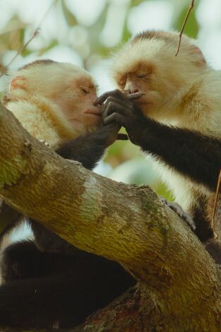 La vida secreta de los animales. La vida secreta de los...: La forja de amistades