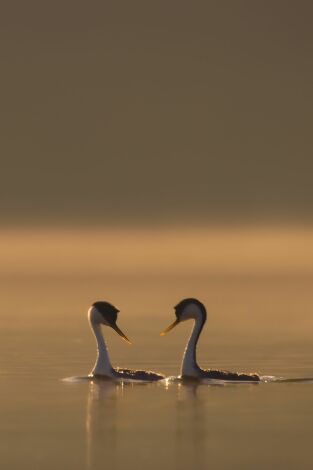 La vida secreta de los animales. La vida secreta de los...: La búsqueda de pareja